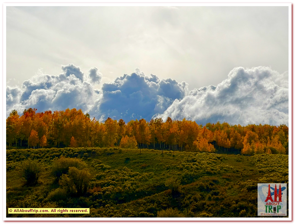Aspen Gold