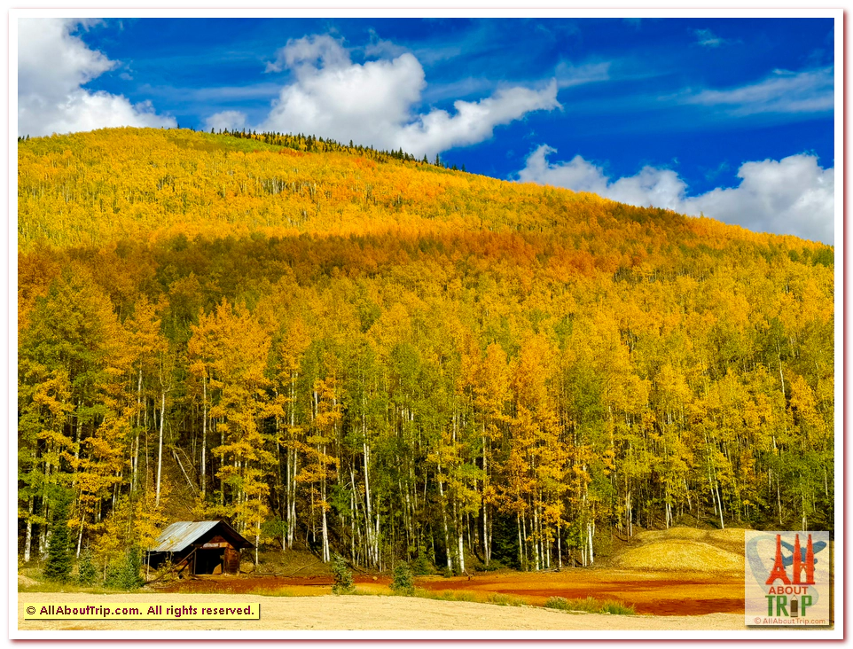 Aspen Gold