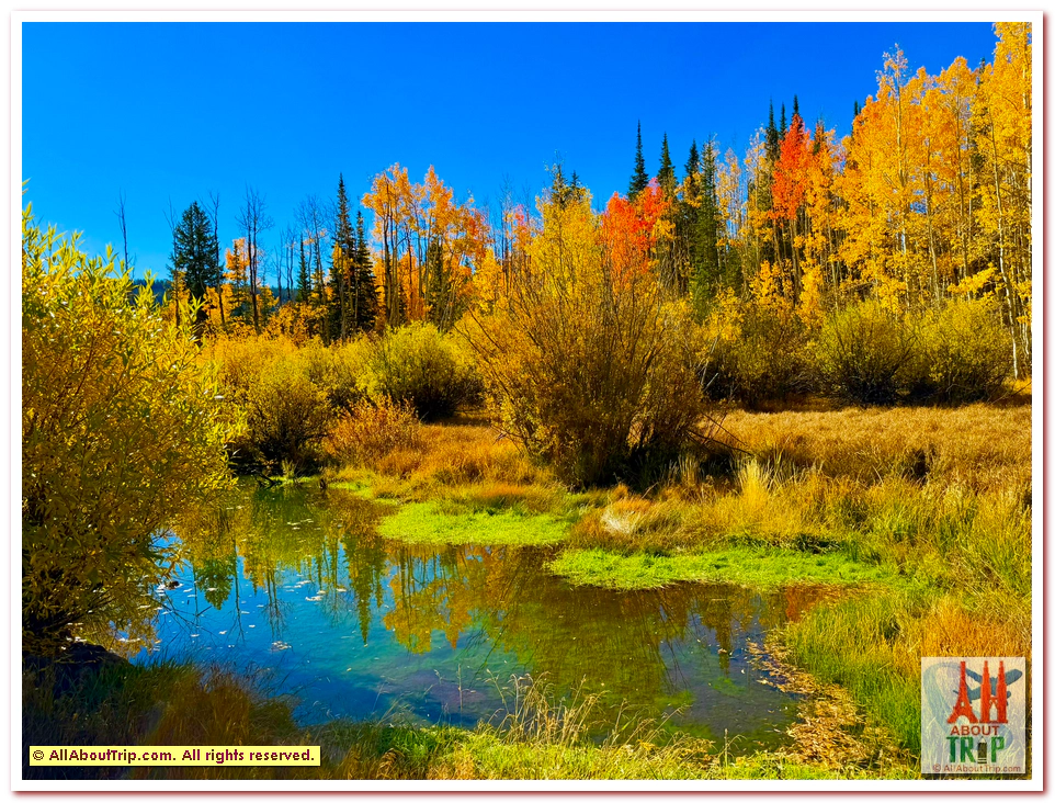 Aspen Gold