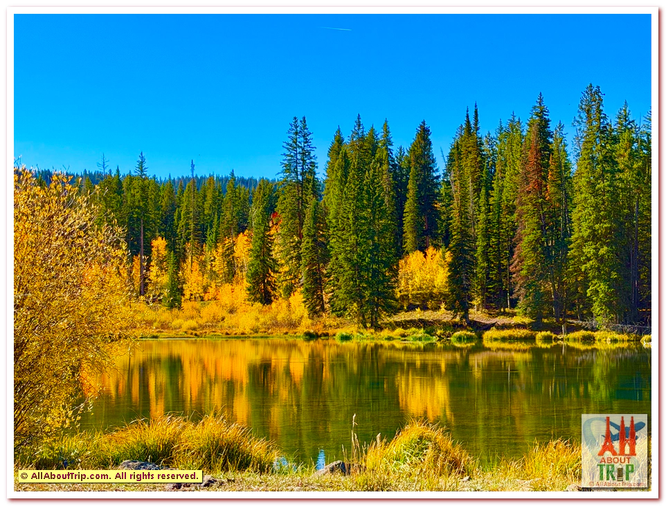 Aspen Gold