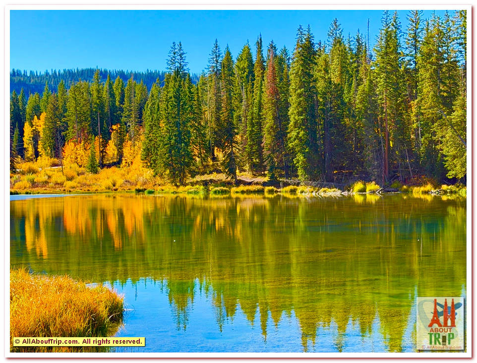 Aspen Gold