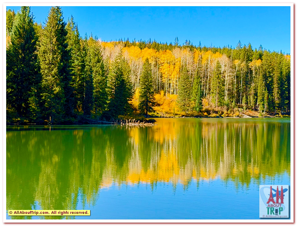 Aspen Gold