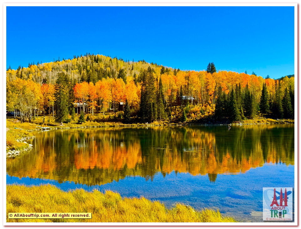 Aspen Gold
