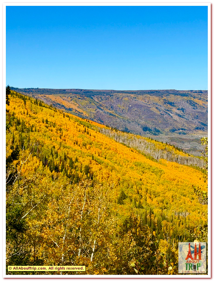 Aspen Gold