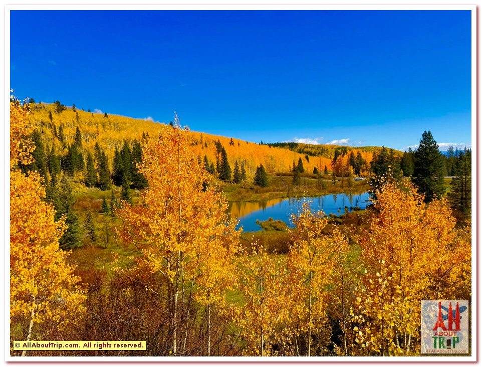 Aspen Gold