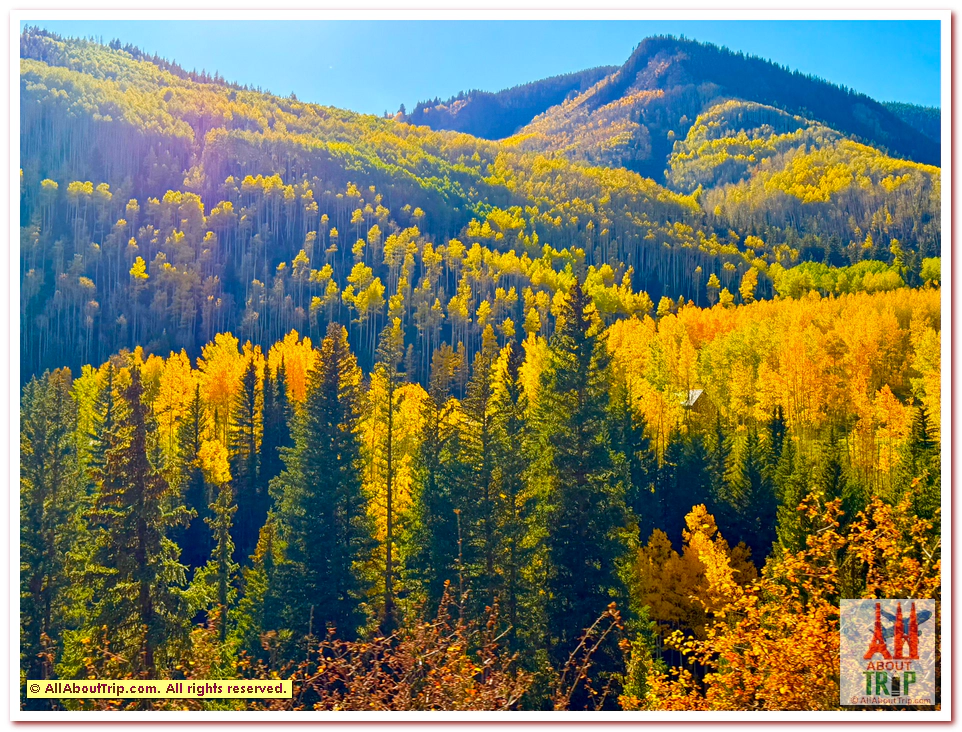 Aspen Gold