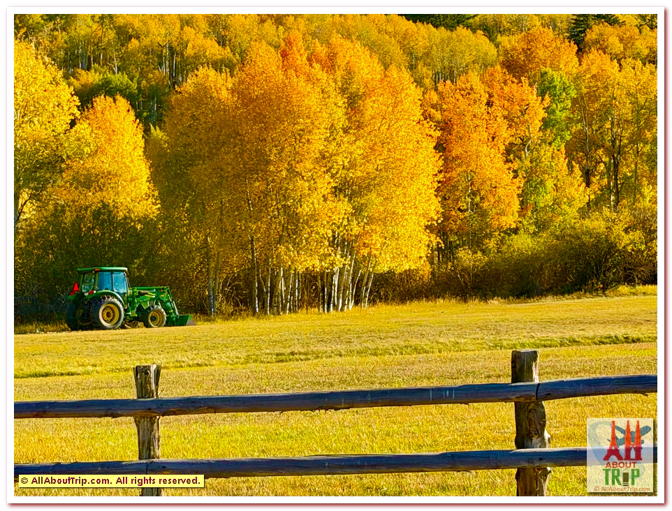 Aspen Gold