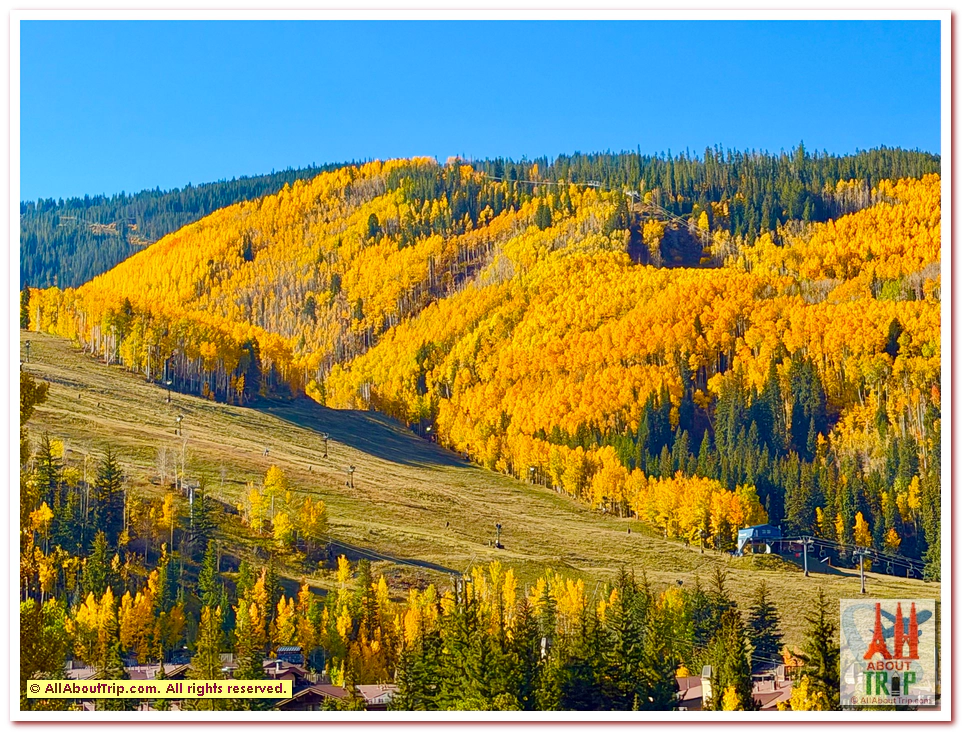Aspen Gold
