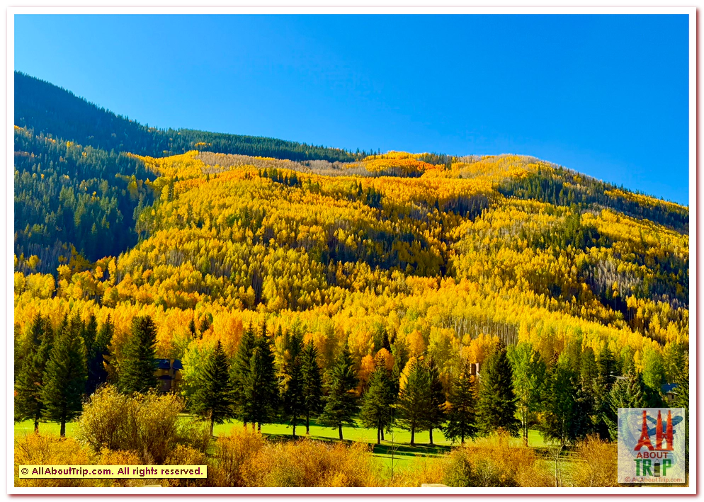 Aspen Gold
