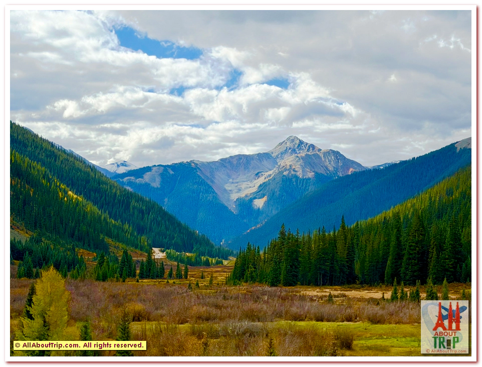 Aspen Gold