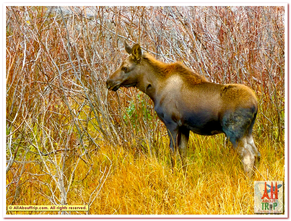 Aspen Gold