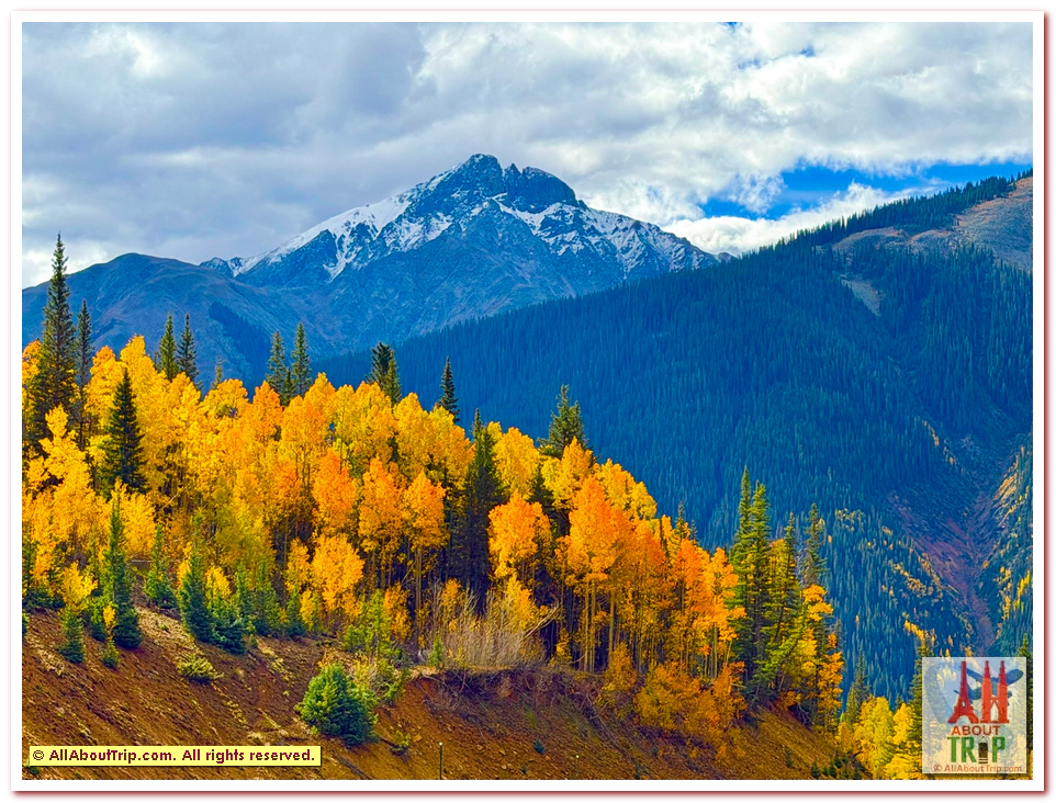 Aspen Gold