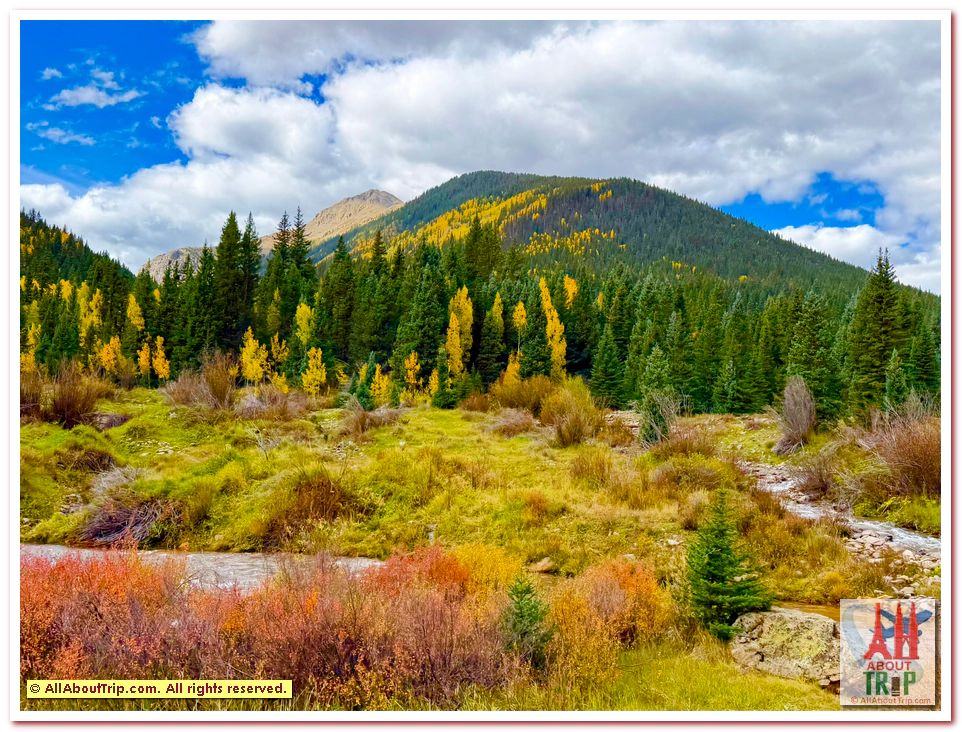 Aspen Gold