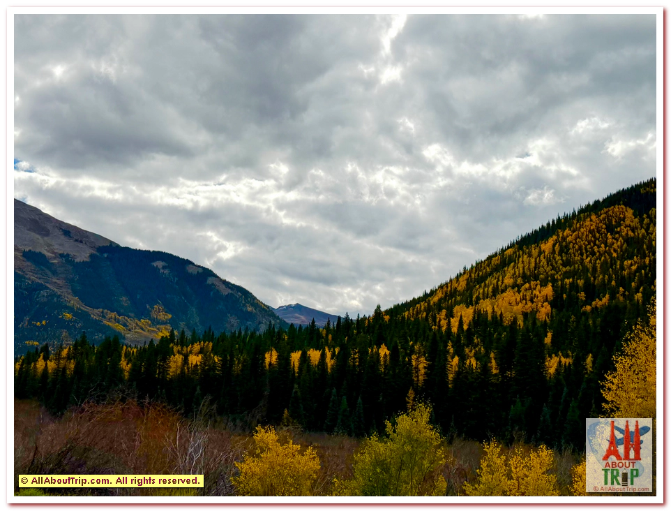 Aspen Gold
