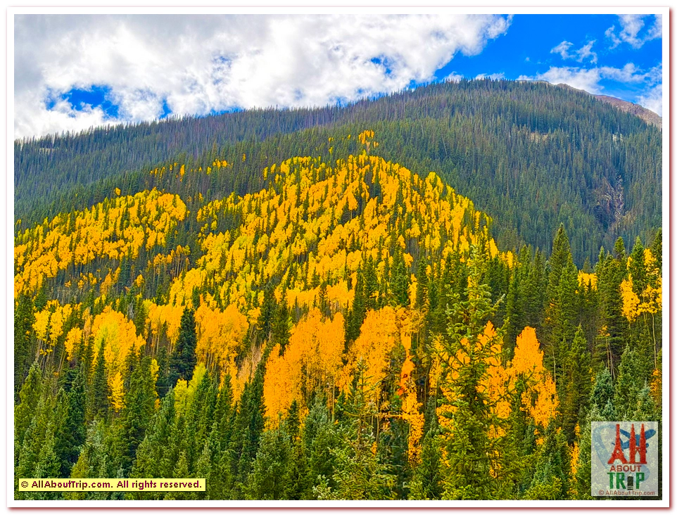 Aspen Gold