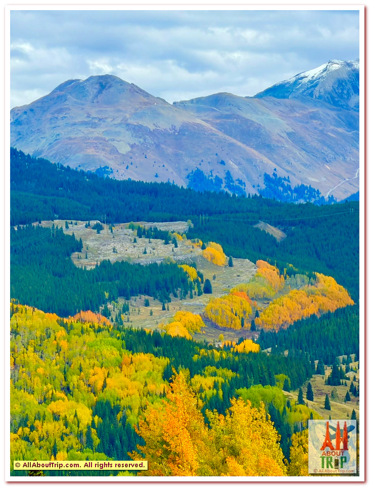 Aspen Gold