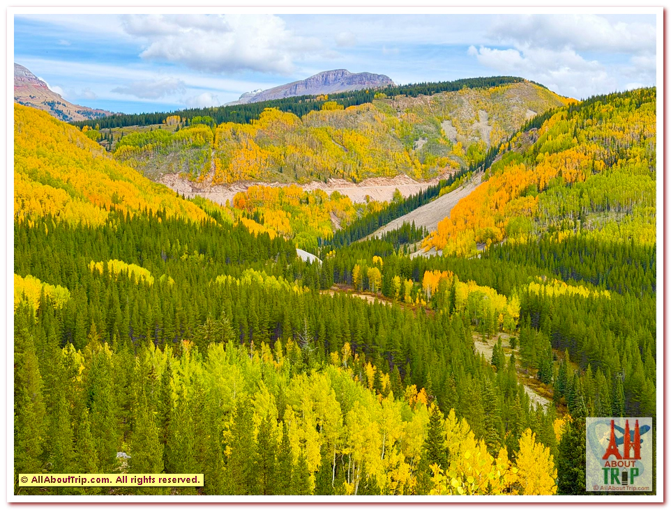 Aspen Gold