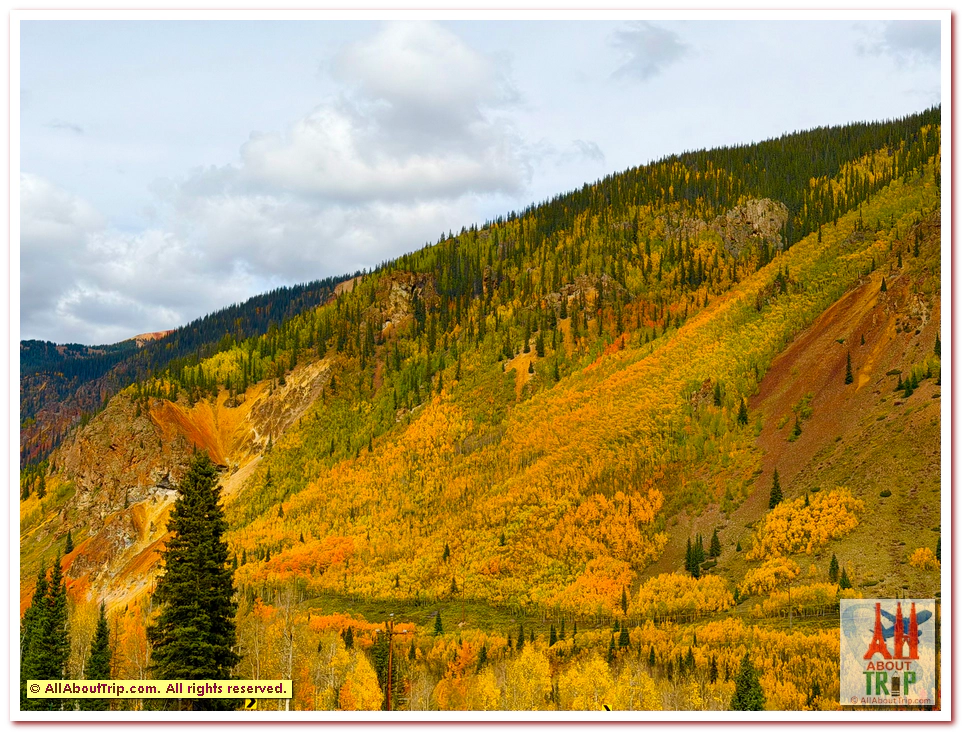 Aspen Gold