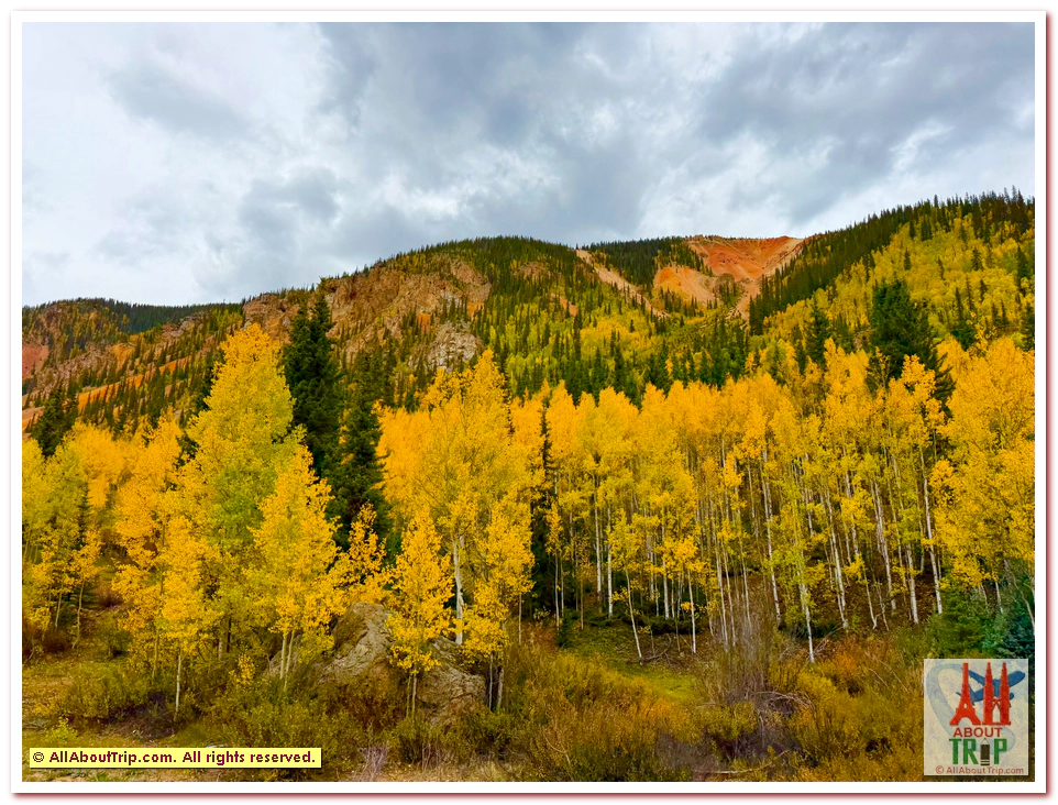 Aspen Gold