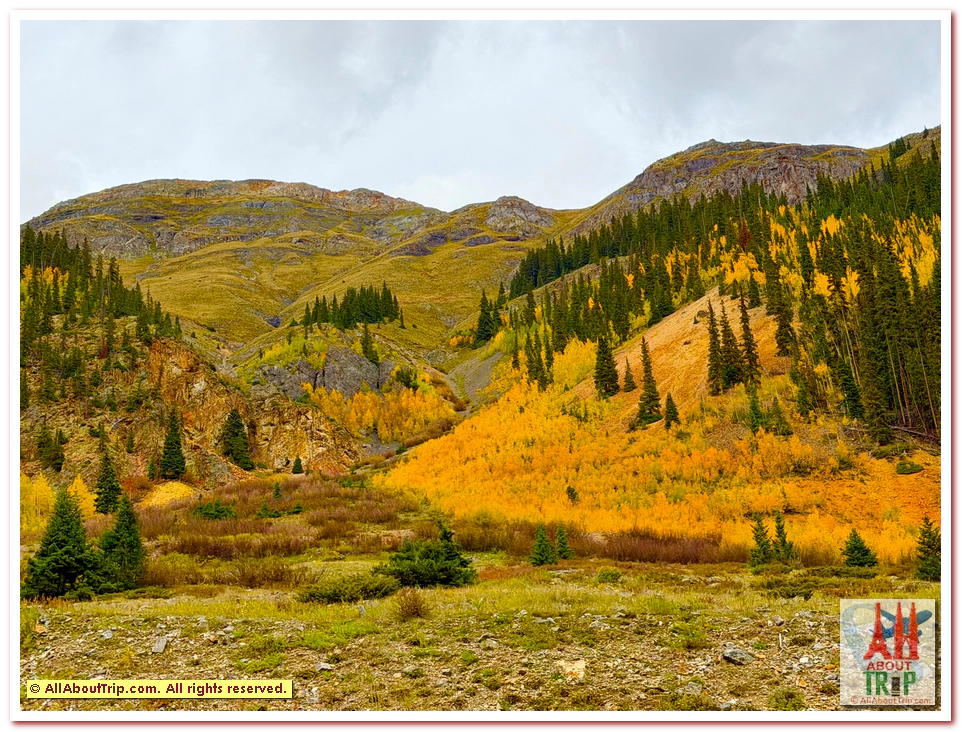 Aspen Gold