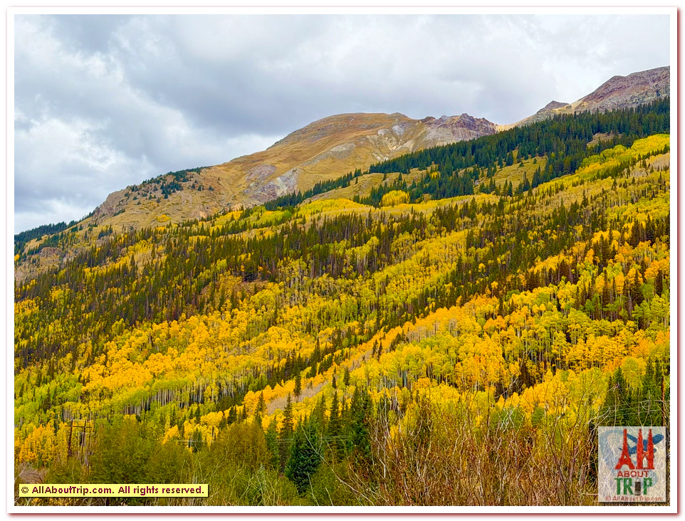 Aspen Gold