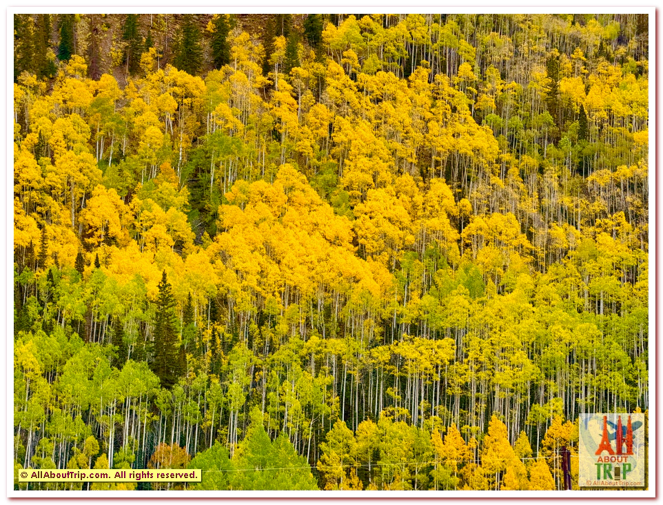 Aspen Gold
