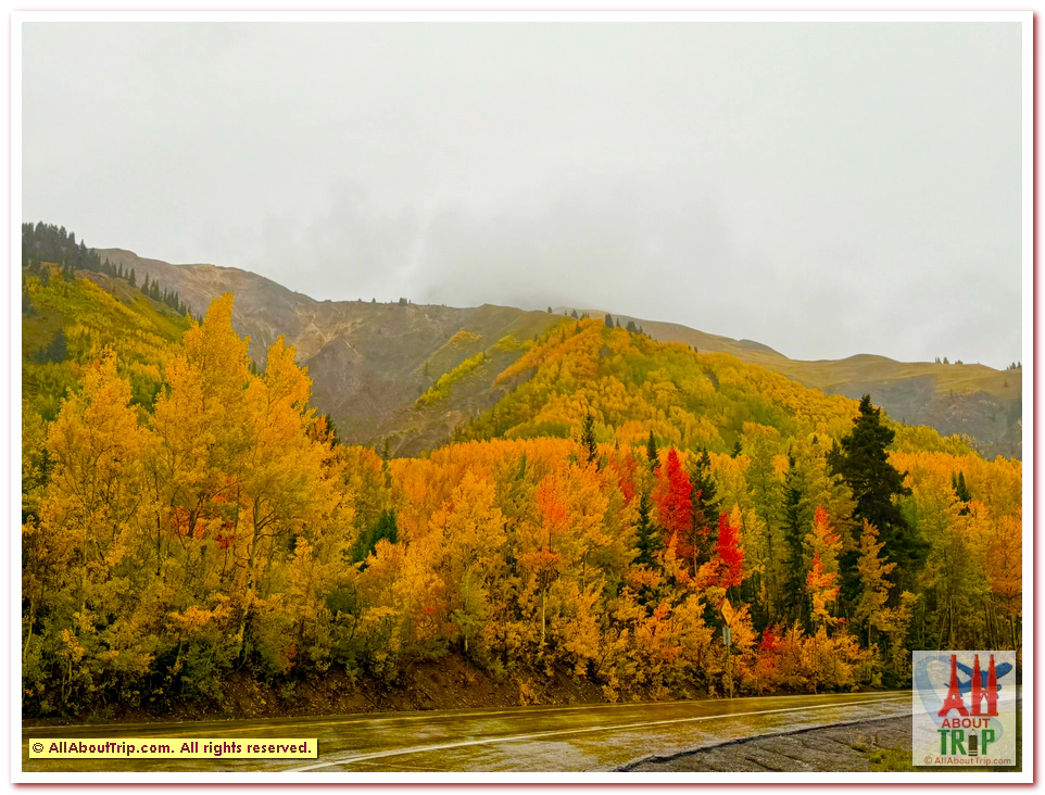 Aspen Gold