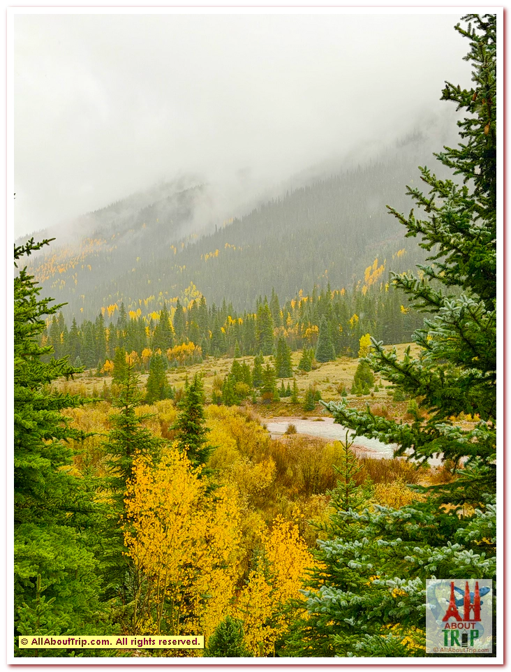 Aspen Gold