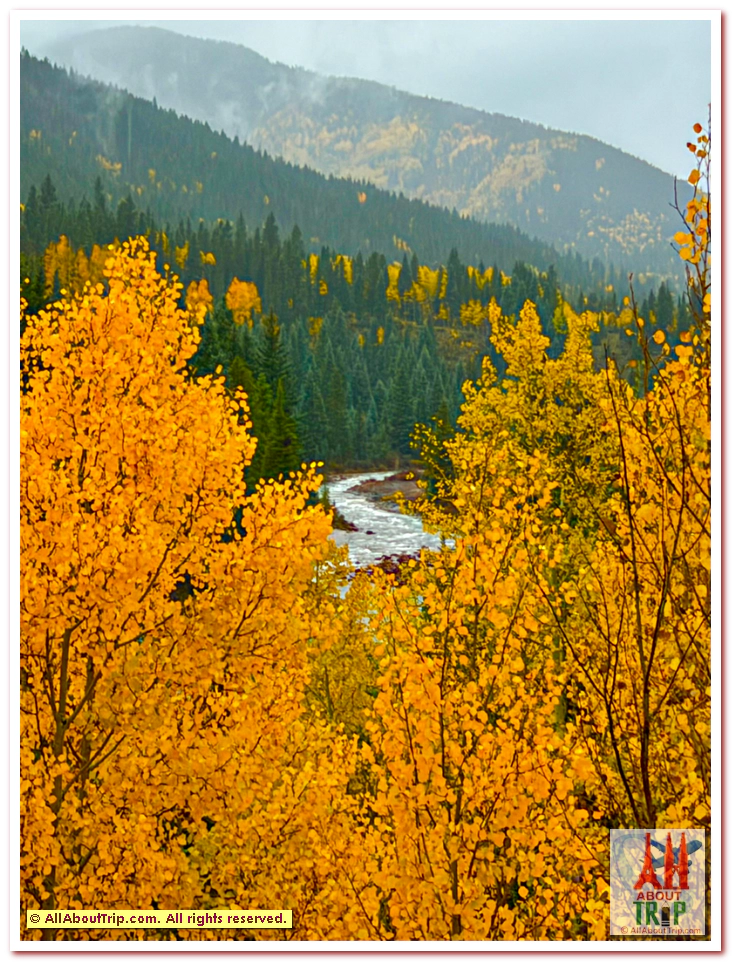 Aspen Gold