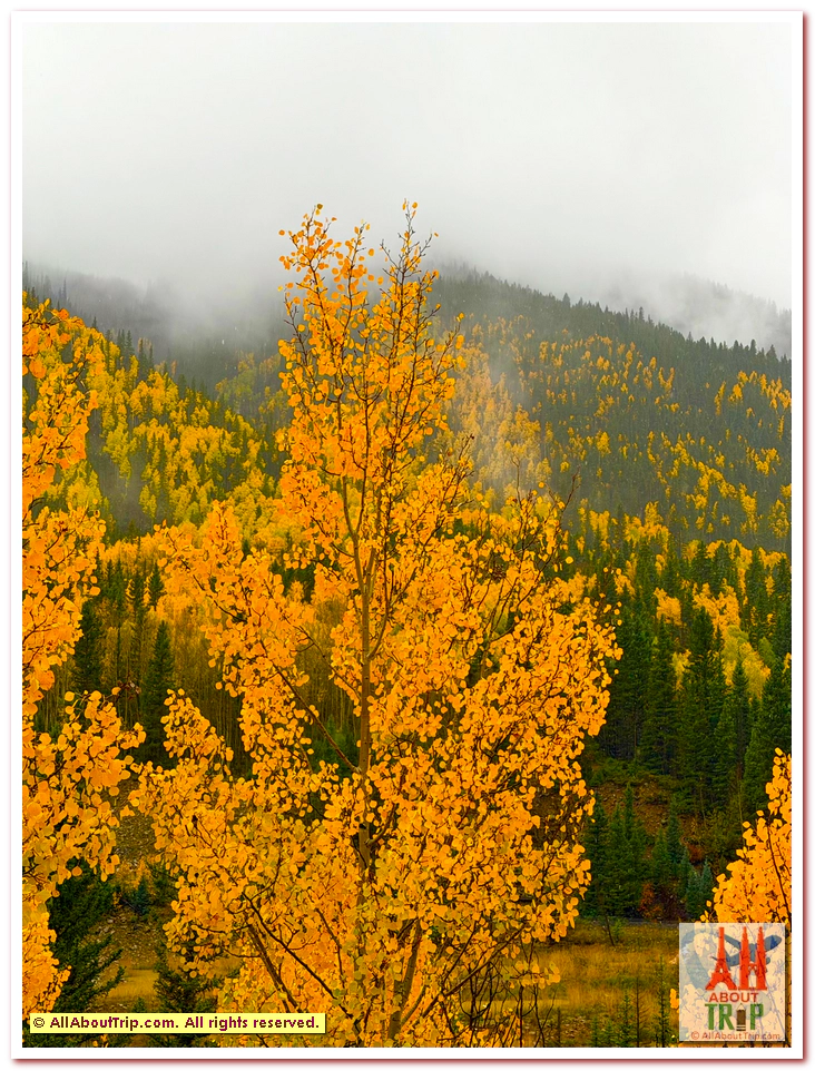 Aspen Gold