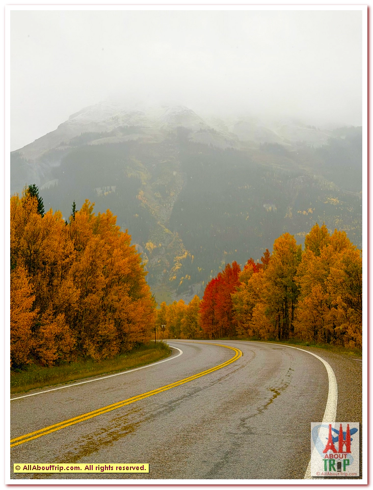 Aspen Gold