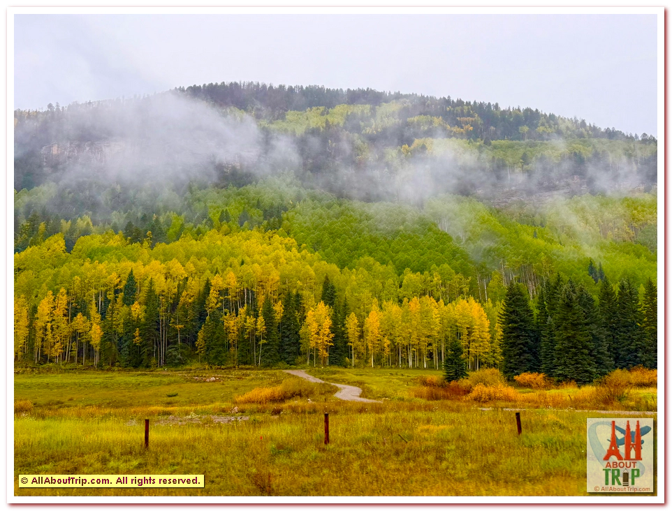 Aspen Gold