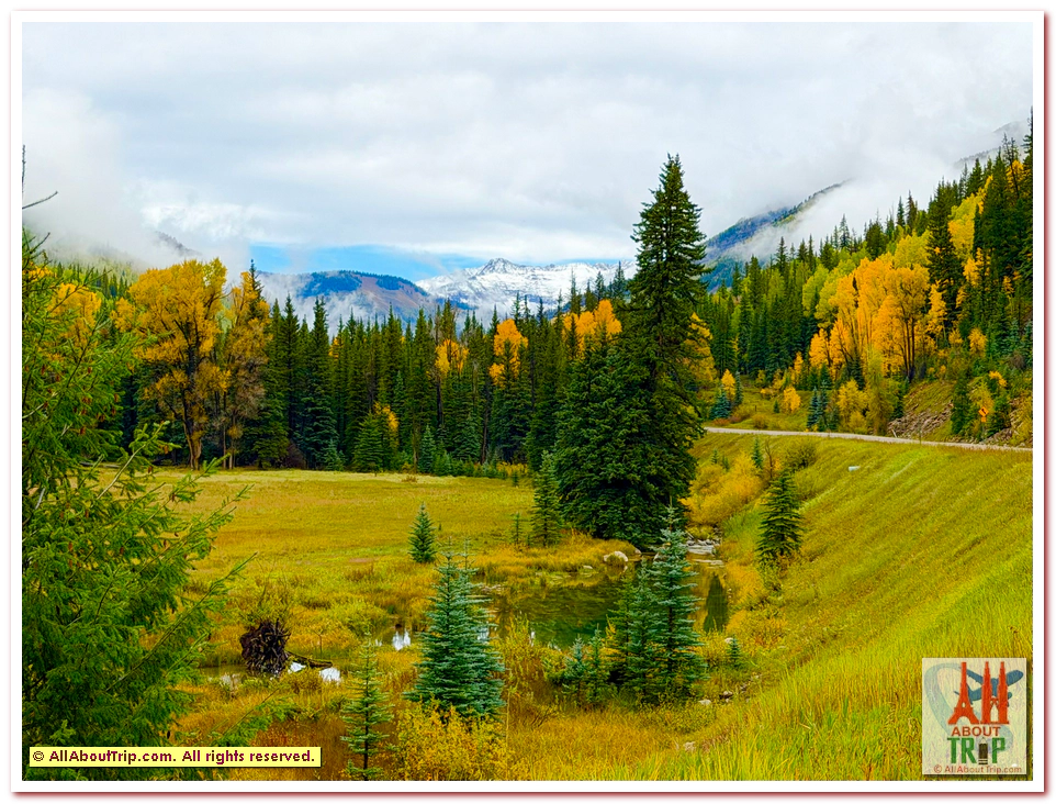 Aspen Gold