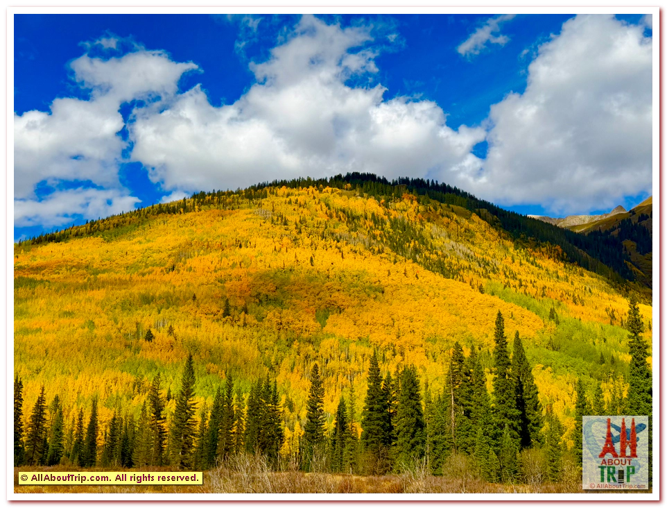 Aspen Gold