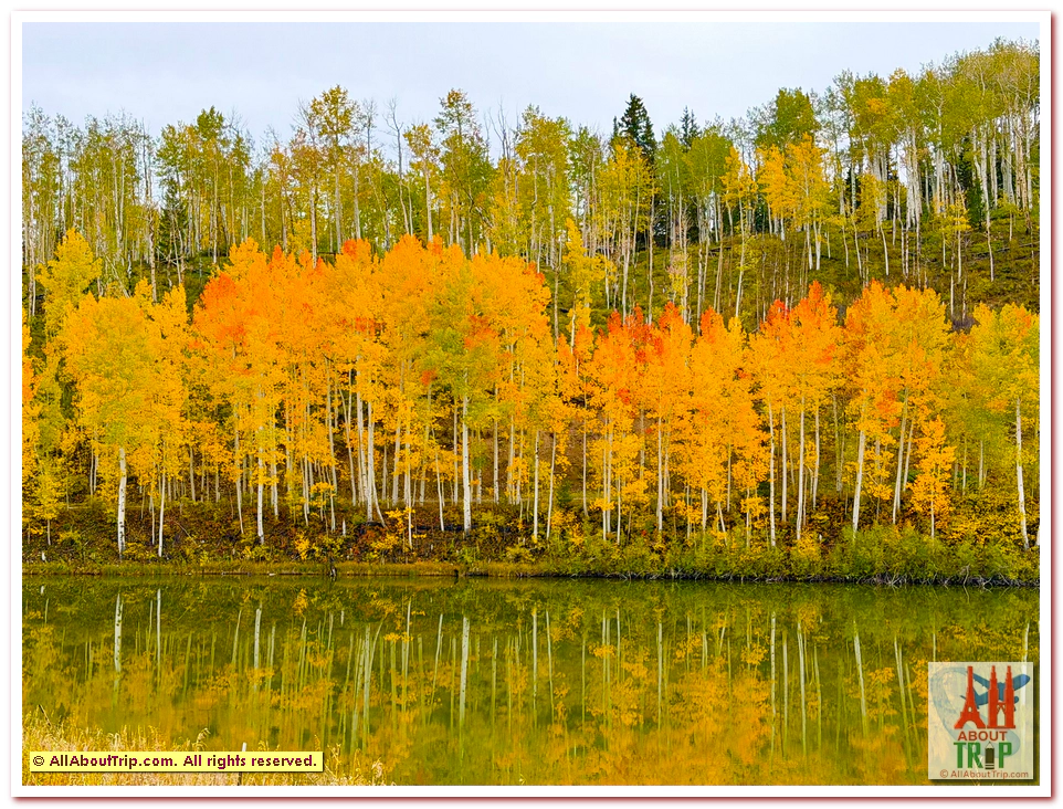 Aspen Gold