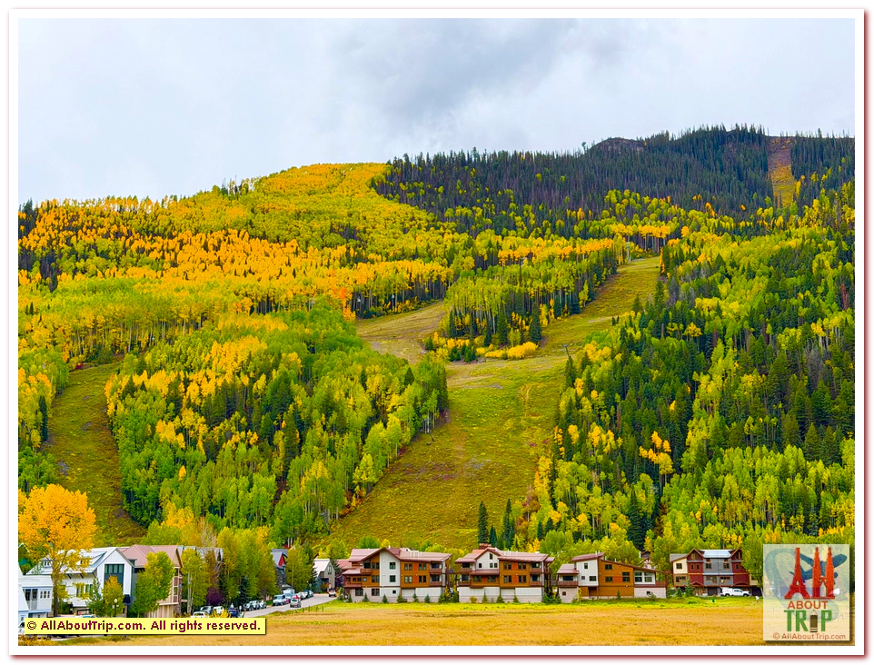 Aspen Gold