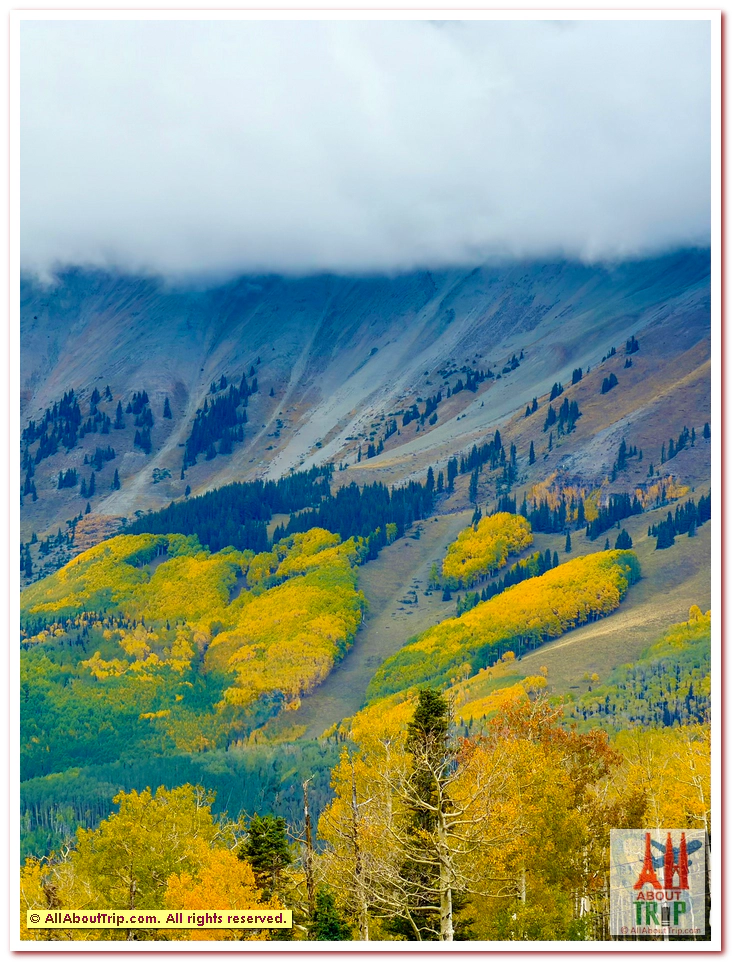 Aspen Gold